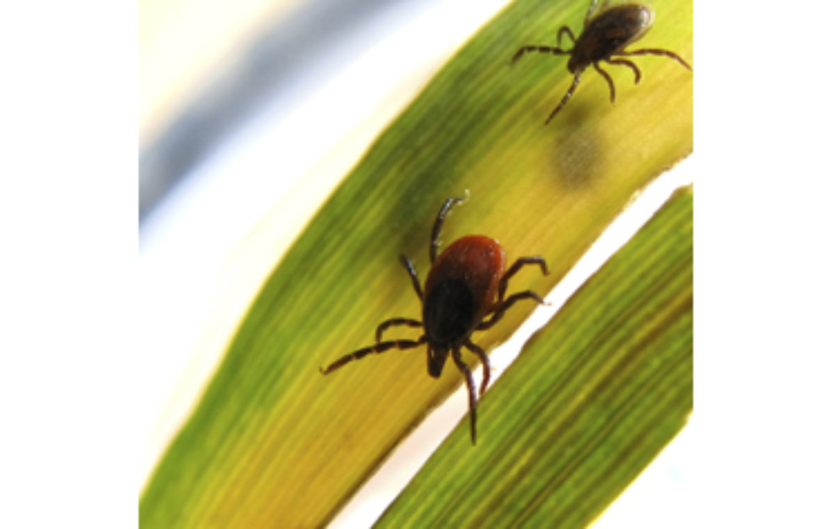 Lyme Disease in Canada Vitality Magazine