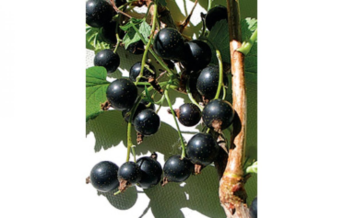 The benefits and harms of black currant for health. What are the vitamins in black currants 85 The benefits and harms of black currant for health. What are the vitamins in black currants 8