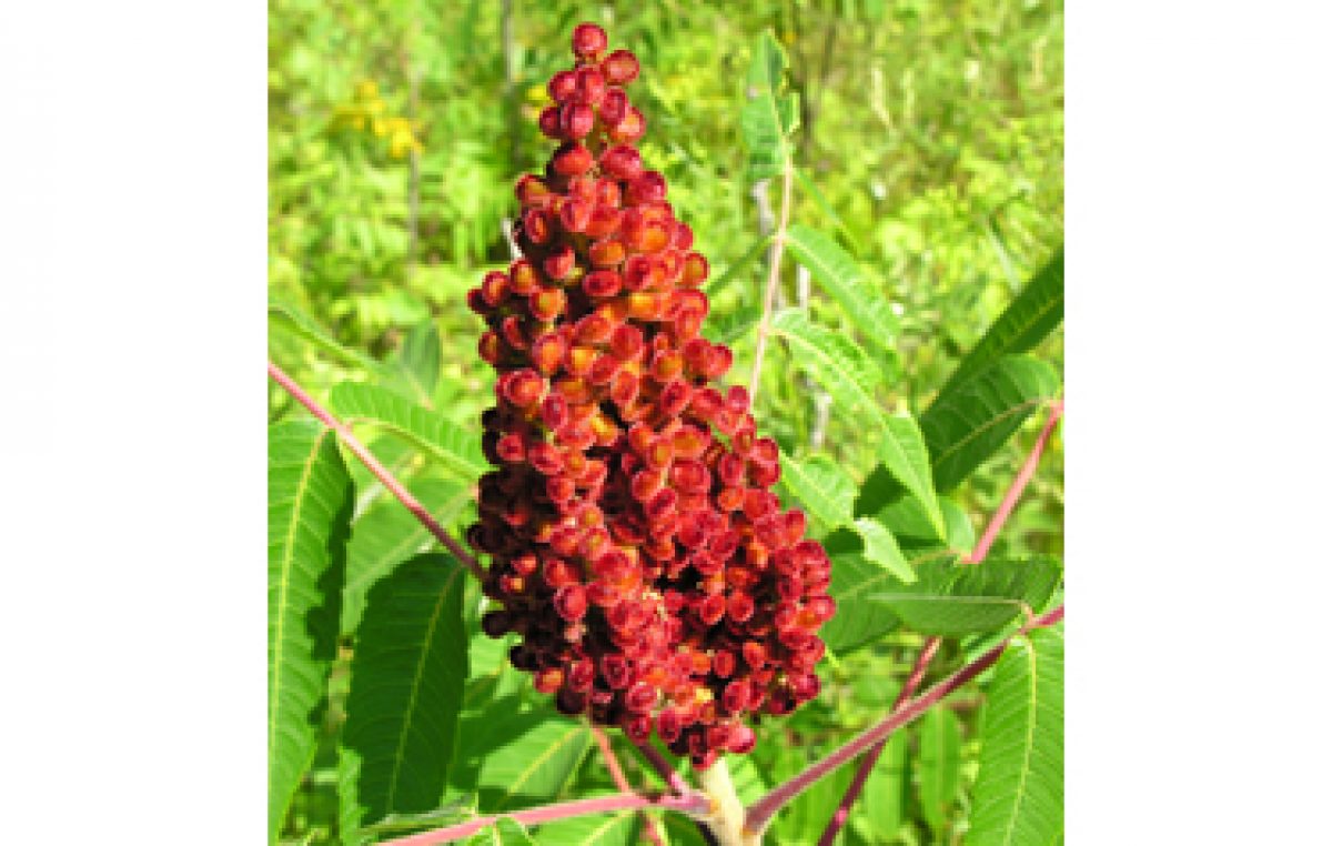 Cultivation of sumach. The tree is sumac deerhogic, or vinegar tree. Decorative cultures 7 Cultivation of sumach. The tree is sumac deerhogic, or vinegar tree. Decorative cultures 44