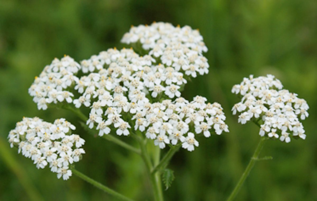 Yarrow Medicine: A Healing and Anti-inflammatory Herb - Vitality Magazine