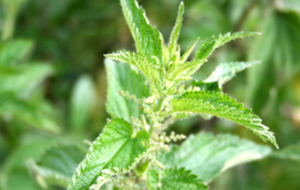 Stinging Nettle - Vitality Magazine