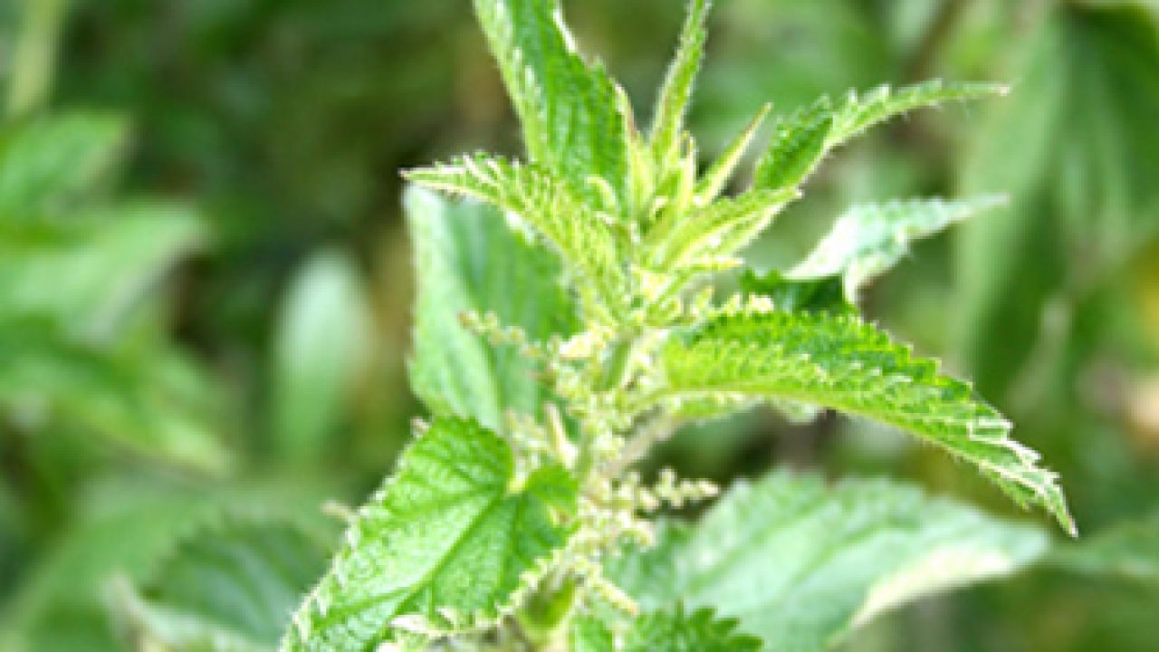 Stinging Nettle: Wild Food and Medicine Nourishes and Heals the