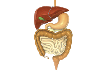 Be Good to Your Gallbladder: Flush Out Gallstones the Natural Way