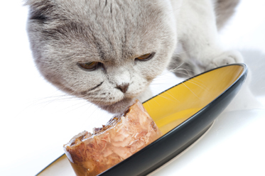 If Your Cat is Fat, a High-Moisture Diet Could Be the Key to Weight Loss