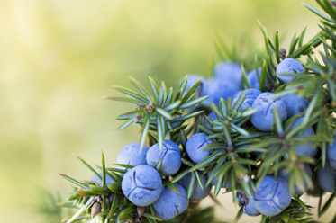 Herbs to Stoke Your Digestive Fire - Juniper Berries