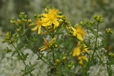 Herbs to Stoke Your Digestive Fire - St. John's Wort