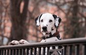 How Mobile Technology is Changing the Pet Industry