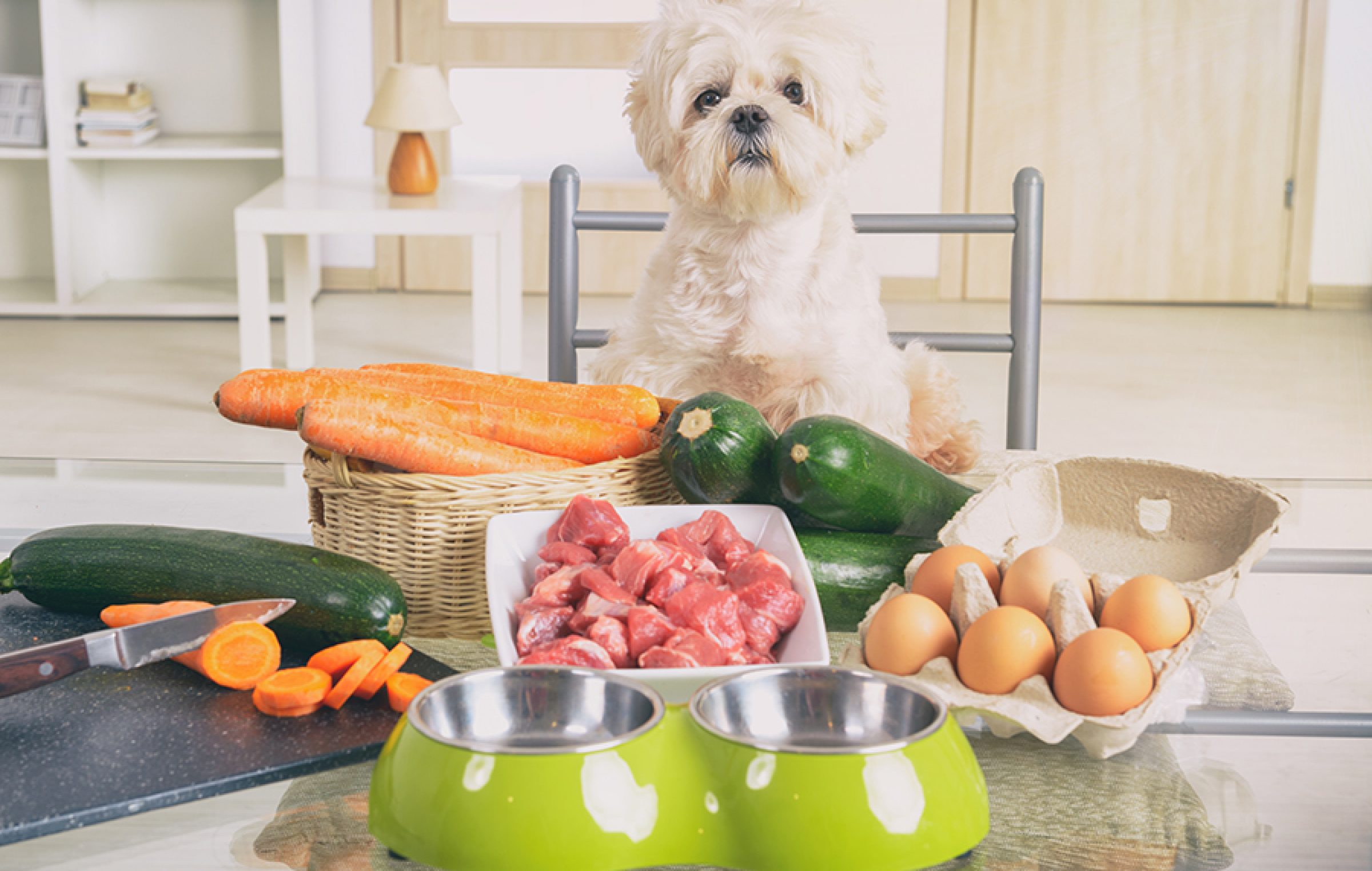 Canine Care: Food and Medicines for Your Dog's Health - Vitality Magazine