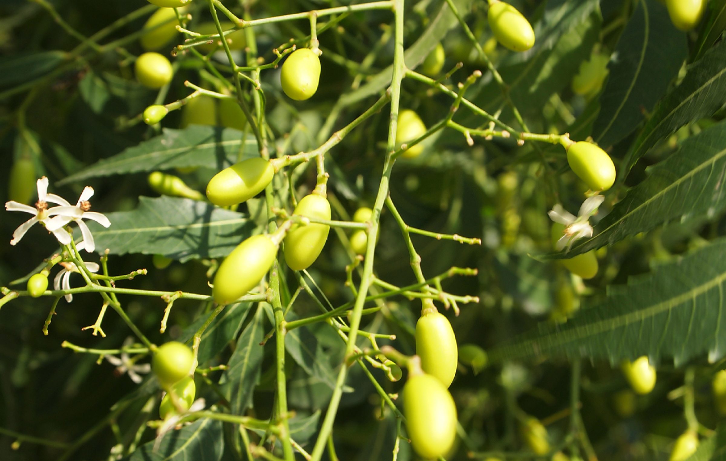 Abaco Certified Organic Neem Farm In The Bahamas – The Garden Of Eden 